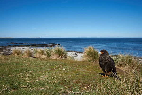 Γραμμωτούς Caracara - Νήσοι Φώκλαντ — Φωτογραφία Αρχείου