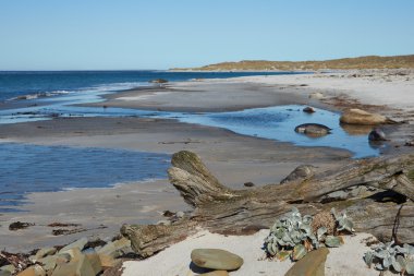 Falkland Adaları 'nın güzel sahili manzaralı.