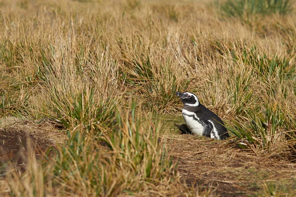 Magellanic Penguin -福克兰群岛 — 图库照片