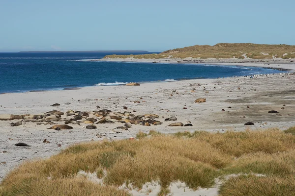 Elephant Seals on a Beach — Stock Photo, Image