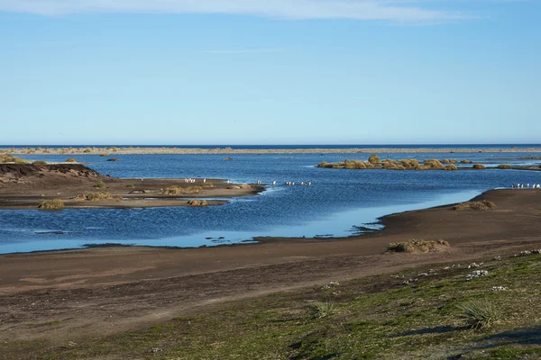 Wildlife of the Falkland Islands — Stock Photo, Image