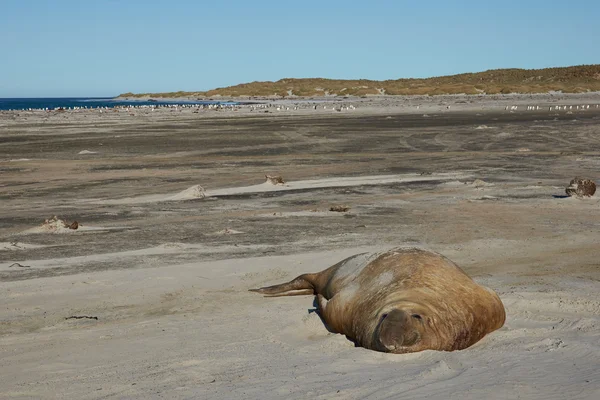 Foca elefante macho — Fotografia de Stock