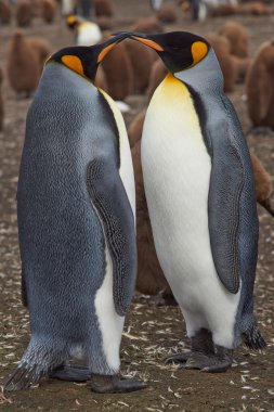 Penguenler gönüllü noktada Kral