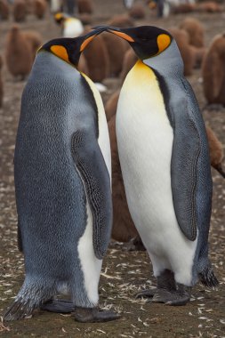 King Penguins at Volunteer Point clipart