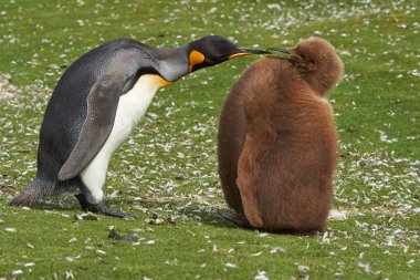King Penguin with Hungry Chick