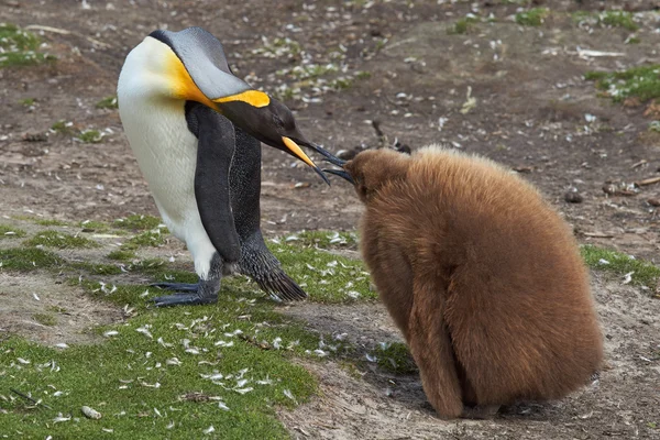 King Penguin with Hungry Chick — Zdjęcie stockowe
