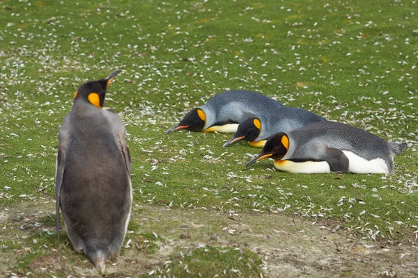 Rei pinguins descansando — Fotografia de Stock