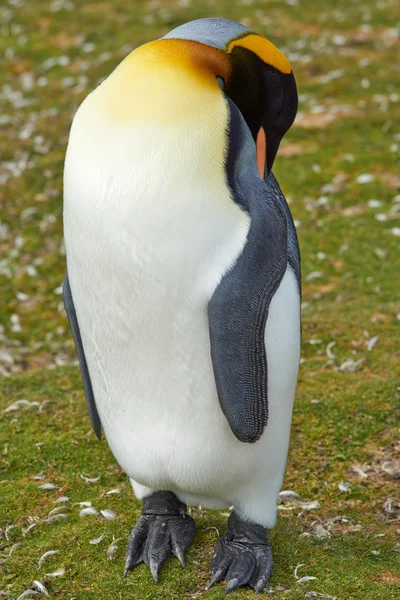 Königspinguin ruht — Stockfoto