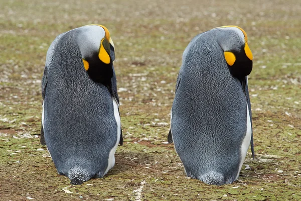 Königspinguine ruhen sich aus — Stockfoto