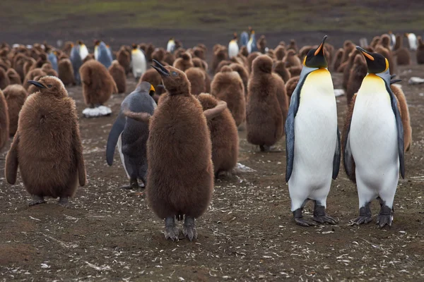 Rei Pinguins - Adultos e Filhotes — Fotografia de Stock