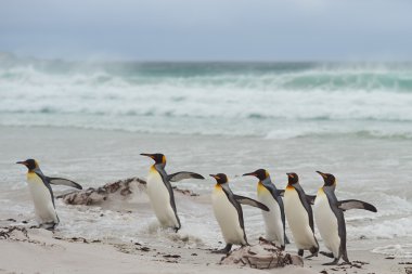 Kral penguen - falkland Adaları