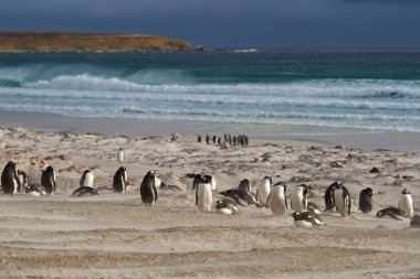 Penguin Beach - Falkland Islands