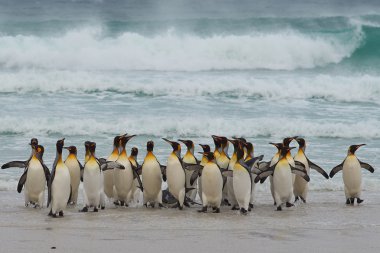 Kral penguen - falkland Adaları