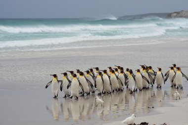 Kral penguen - falkland Adaları