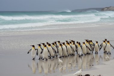 King Penguins - Falkland Islands clipart