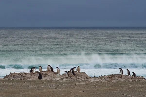 Playa de pingüinos - Islas Malvinas — Foto de Stock