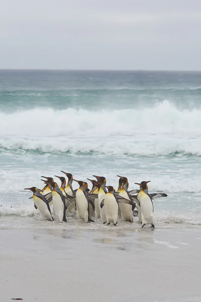 Kral penguenler karaya geliyor — Stok fotoğraf