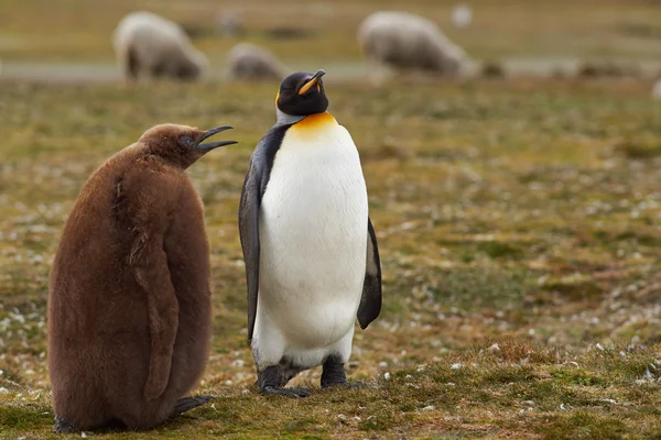 King Penguin with Hungry Chick — Stock fotografie