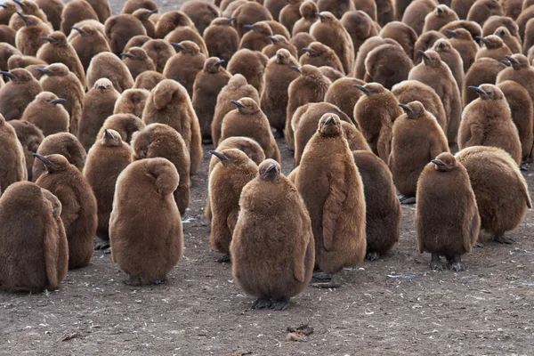 Король Пингвин Крече — стоковое фото