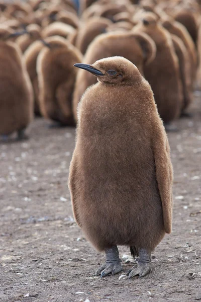 किंग पेंगुइन चिक — स्टॉक फ़ोटो, इमेज
