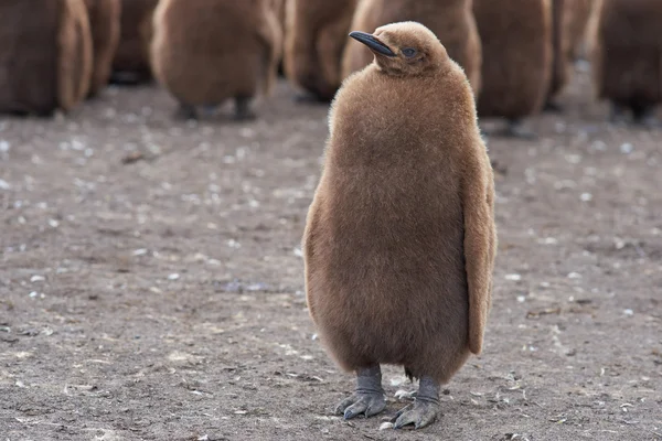 Pinguim rei pinto — Fotografia de Stock