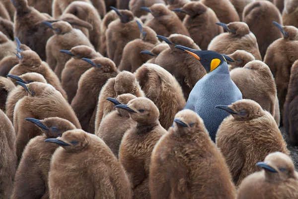 Rey pingüino Creche —  Fotos de Stock