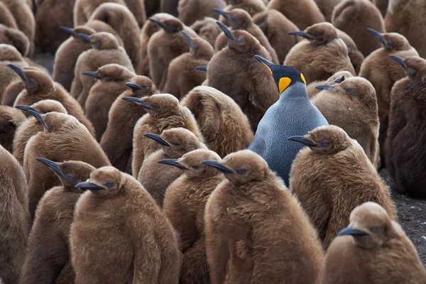 Король Пингвин Крече — стоковое фото