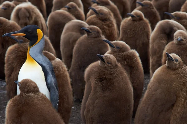 Rey pingüino Creche —  Fotos de Stock