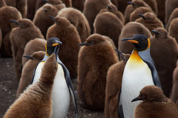 Rey pingüino Creche — Foto de Stock