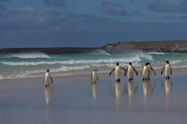 Penguin Beach - Falkland Islands