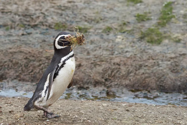 Magellanic Penguin -福克兰群岛 — 图库照片