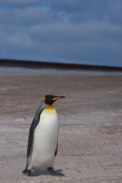 Kral penguen bir plajda — Stok fotoğraf