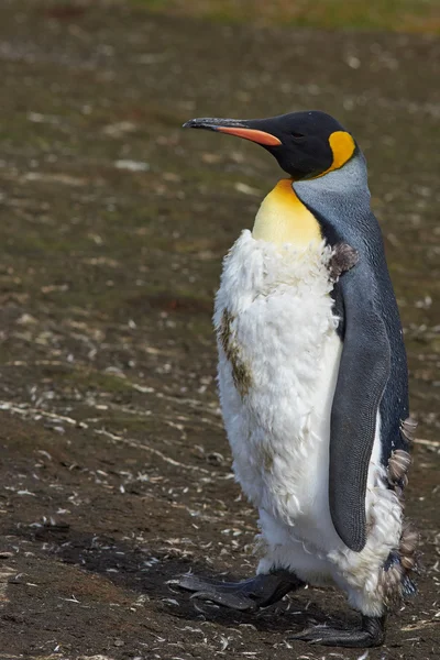 Rei Pinguim Moulting — Fotografia de Stock