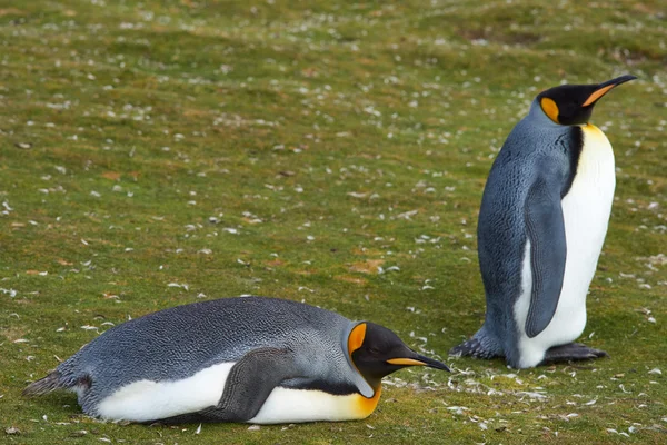 King Penguins Resting — Stock fotografie