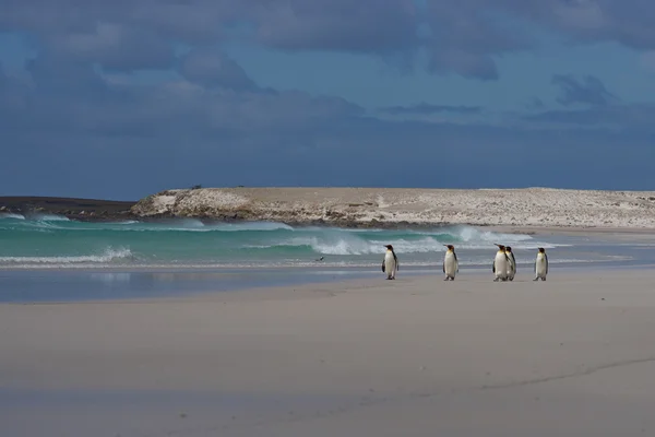 King Penguins on a Beach — Φωτογραφία Αρχείου