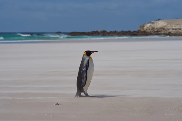 在海滩上的国王企鹅 — 图库照片