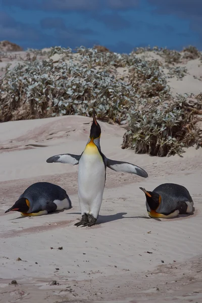 Pingüinos rey en una playa —  Fotos de Stock