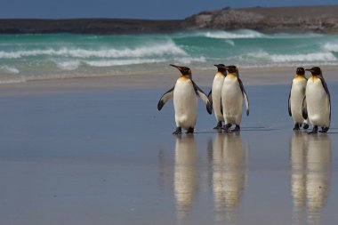 Kral penguen - falkland Adaları