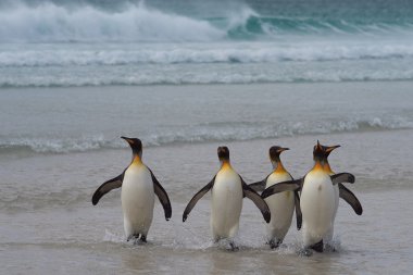 Kral penguen - falkland Adaları