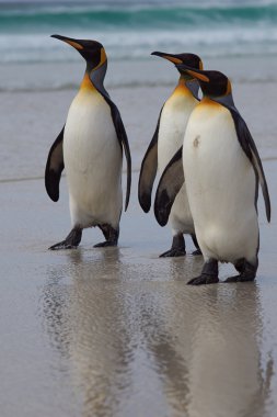 Kral penguen - falkland Adaları