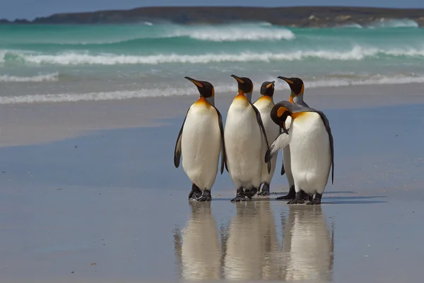 Rei Pinguins - Ilhas Malvinas — Fotografia de Stock