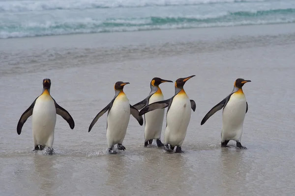 Kung penguins - Falklandsöarna — Stockfoto