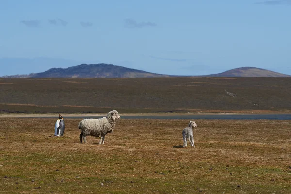 国王企鹅羊农场 — 图库照片