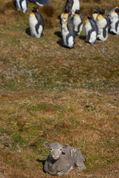 Lamb with King Penguins — 스톡 사진