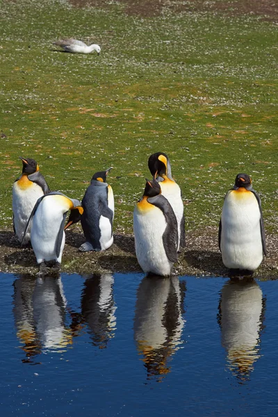 Koning Penguins Moulting — Stockfoto
