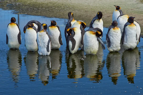 Král Penguins svlékání — Stock fotografie