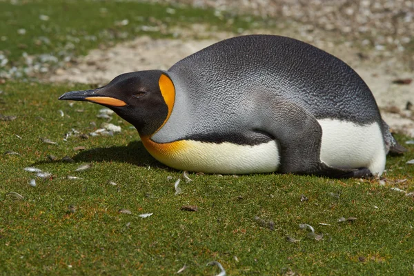 Re Pinguino sdraiato a terra — Foto Stock