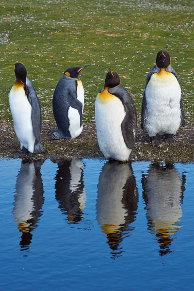 Rei Pinguins Moulting — Fotografia de Stock