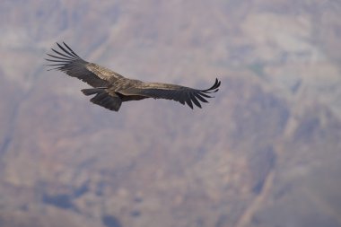 Andean Condor - Chile clipart