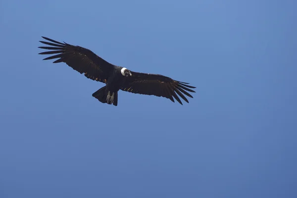 Andean Condor - Чили — стоковое фото